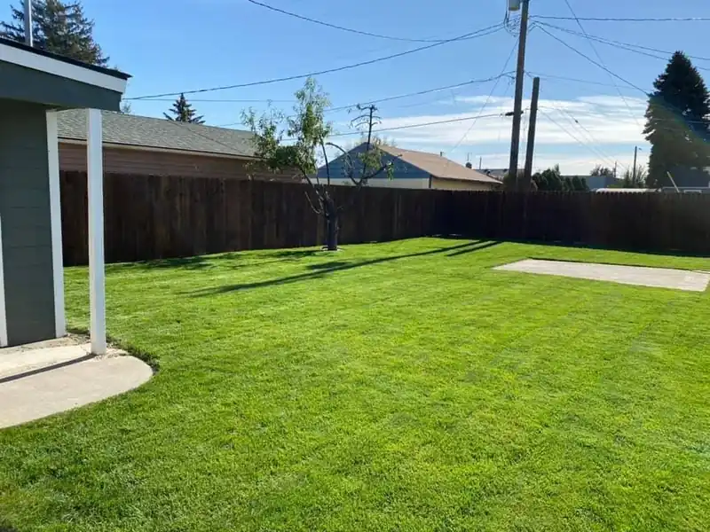 A new backyard lawn, green to the fence line after the sod went in