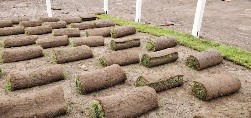 Rolls of fresh sod staged across a graded yard before a First Choice install